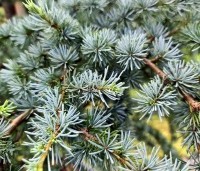 Cedrus libani 'Silberspitz' - Ceder 'Silberspitz' - 3