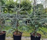 Cedrus libani 'Silberspitz' - Ceder 'Silberspitz' - 4