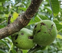 Juglans regia 'Bella Maria' - Walnoot 'Bella Maria' - 3