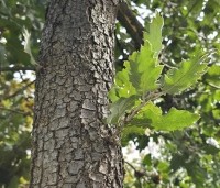 Quercus ithaburensis 'Hemelrijk Silver' - Semi- wintergroene eik 'Hemelrijk Silver' - 6