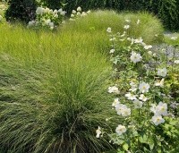 Anemone hyb. 'Honorine Jobert' per kist á 24 st. - Anemoon - 2