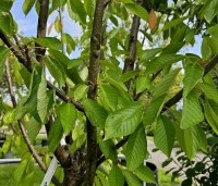 Prunus avium 'Sunburst' - Prunus avium 'Sunburst' - 2