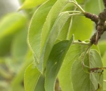 Pyrus communis blad
