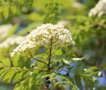 Sorbus commixta 'Fireball'