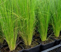 Stipa Ponytails