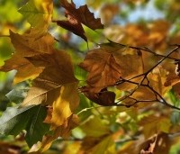 Platanus hispanica - Plataan - 4