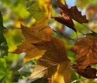 Platanus hispanica - Plataan - 5