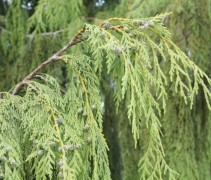 Chamaecyparis nootkatensis 'Pendula' detail vruchten