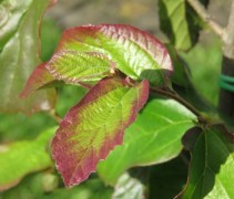 Parrotia persica Bella