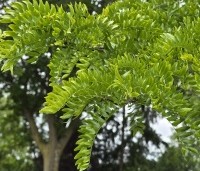 Gleditsia triacanthos 'Inermis' - Valse Christusdoorn 'Inermis' - 1