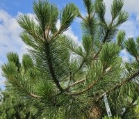Pinus nigra 'Nigra' - Oostenrijkse den - 2