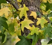 Liquidambar styraciflua - Amberboom - 5