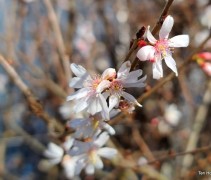 Prunus subhirtella 'Autumnalis'