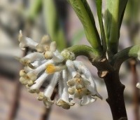 Edgeworthia chrysantha 'Grandiflora' - Papierstruik 'Grandiflora' - 4