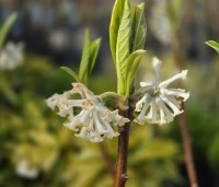 Edgeworthia chrysantha 'Grandiflora' - Papierstruik 'Grandiflora' - 1