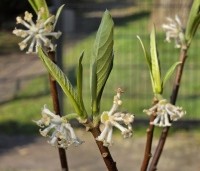 Edgeworthia chrysantha 'Grandiflora' - Papierstruik 'Grandiflora' - 5