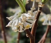 Edgeworthia chrysantha 'Grandiflora' - Papierstruik 'Grandiflora' - 3