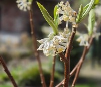 Edgeworthia chrysantha 'Grandiflora' - Papierstruik 'Grandiflora' - 2