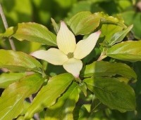 Cornus kousa 'Wieting's Select' - Japanse grootbloemige kornoelje 'Wieting's Select' - 1