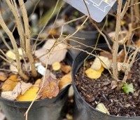 Corylopsis sinensis 'Spring Purple - Chinese schijnhazelaar - 1