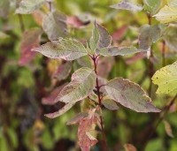 Cornus alba 'Gouchaultii' - Witte Kornoelje 'Gouchaultii' - herfst