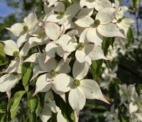 Cornus kousa - Japanse grootbloemige Kornoelje - 2