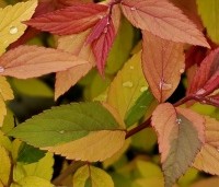 Spiraea japonica 'Goldflame'  - Spierstruik 'Goldflame' - 2