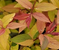 Spiraea japonica 'Goldflame'  - Spierstruik 'Goldflame' - 3