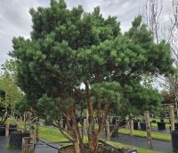 Pinus sylvestris 'Watereri' - Dwerg grove den 'Watereri' - 1