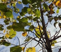 Tilia cordata 'Winter Orange' - Winterlinde - 5