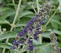 Buddleja davidii 'Lochinch' - Vlinderstruik 'Lochinch' - 1
