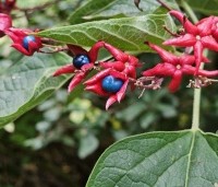 Clerodendrum trichotomum fargesii - Clerodendrum trichotomum  - 2
