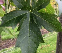 Liquidambar styraciflua 'Palo Alto' 