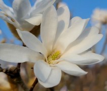Magnolia stellata in bloei