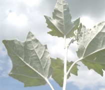 Populus Alba