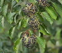 Cornus controversa - Reuzenkornoelje - 7