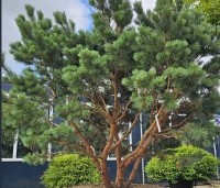 Pinus sylvestris 'Watereri' - Dwerg grove den 'Watereri' - 1