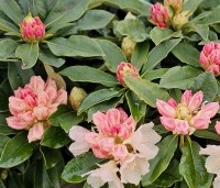Rododendron yakushimanum 'Golden Torch' - Rododendron 'Golden Torch' - 1