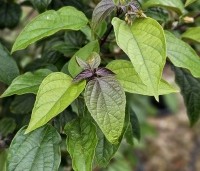 Clerodendrum trichotomum fargesii - Clerodendrum trichotomum  - 3