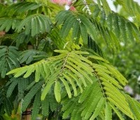 Albizia julibrissin 'Ombrella' - Perzische slaapboom 'Ombrella' - 1