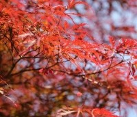 Acer palmatum 'Stella Rossa' - Japanse Esdoorn 'Stella Rossa' - 1