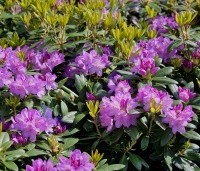 Rhododendron 'Catawbiense Grandiflorum' - Rododendron 'Catawbiense Grandiflorum' - 2