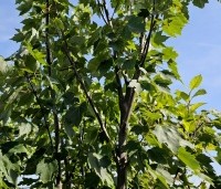 Acer rubrum - Rode Esdoorn - 2