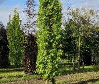 Liquidambar styraciflua 'Slender Silhouette' - Zuilvormige amberboom - 1