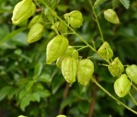 Koelreuteria paniculata - Chinese vernisboom - 2