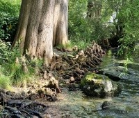 Taxodium distichum - Moerascypres - 7