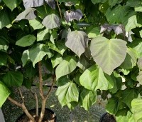 Catalpa erubescens 'Purpurea' - Purperkleurige trompetboom - 2