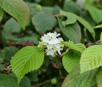 Viburnum plicatum 'Popcorn' - Japanse Sneeuwbal 'Popcorn' - 6