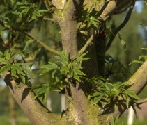 Aesculus 'Digitata'