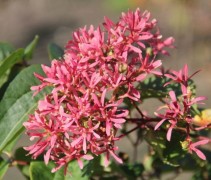 Heptacodium